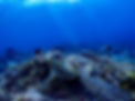 turtle snorkeling nusa lembongan