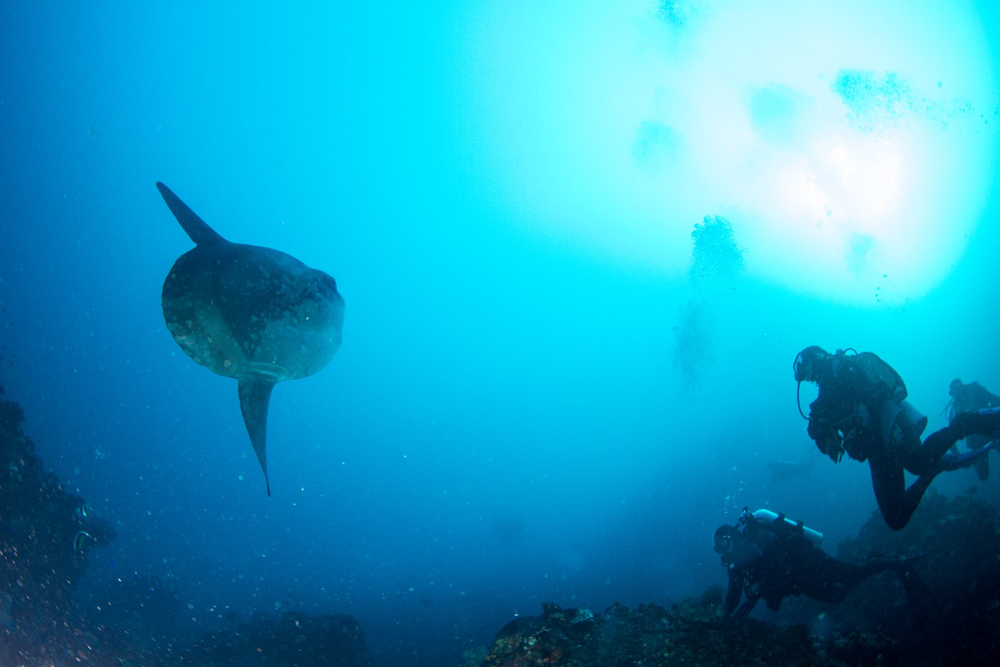 Why is a good dive briefing so important?