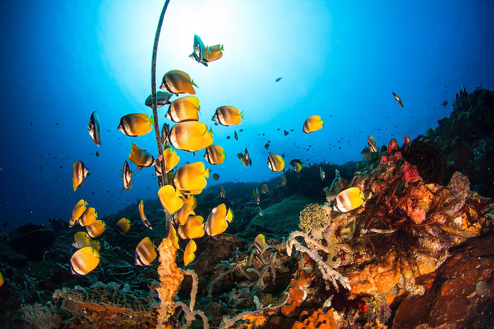 Diving in Nusa Penida