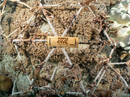 coral structure for coral planting