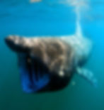 The incredible mouth of a basking shark
