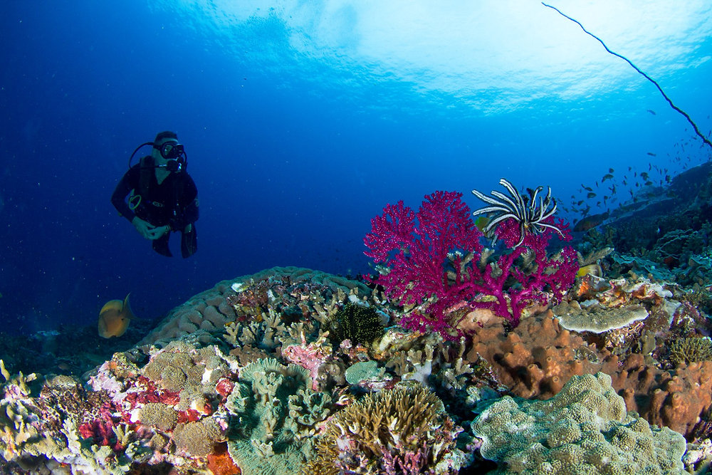 5 good reasons to learn how to scuba dive
