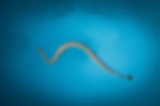 banded sea krait diving Nusa Penida