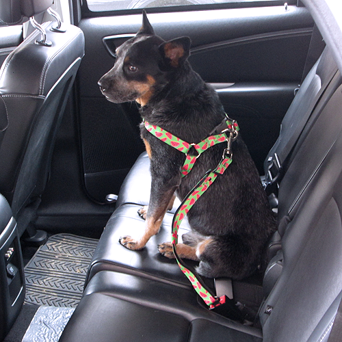 Miniatura: CINTURÓN DE SEGURIDAD PARA AUTOMÓVIL