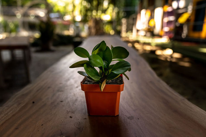 Vega Community | Gardening