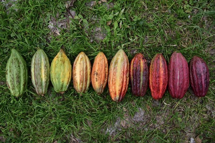 Vega Community | Cocoa