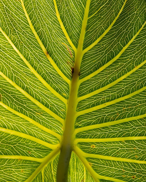 conservacao-da-biodiversidade-imaterra-planta.jpeg