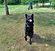 Berger Allemand Noir