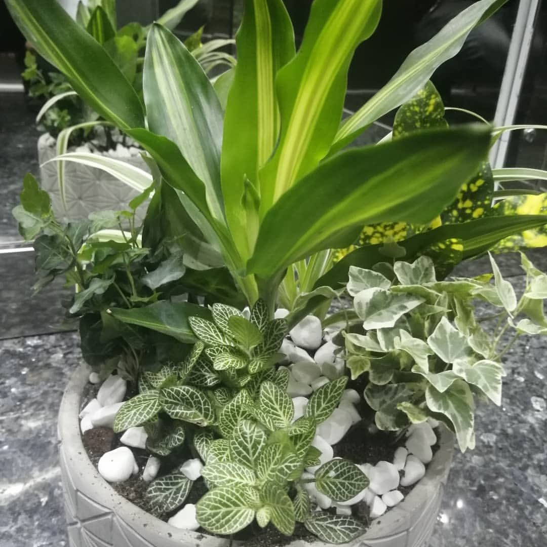 Massengena Çiçeği