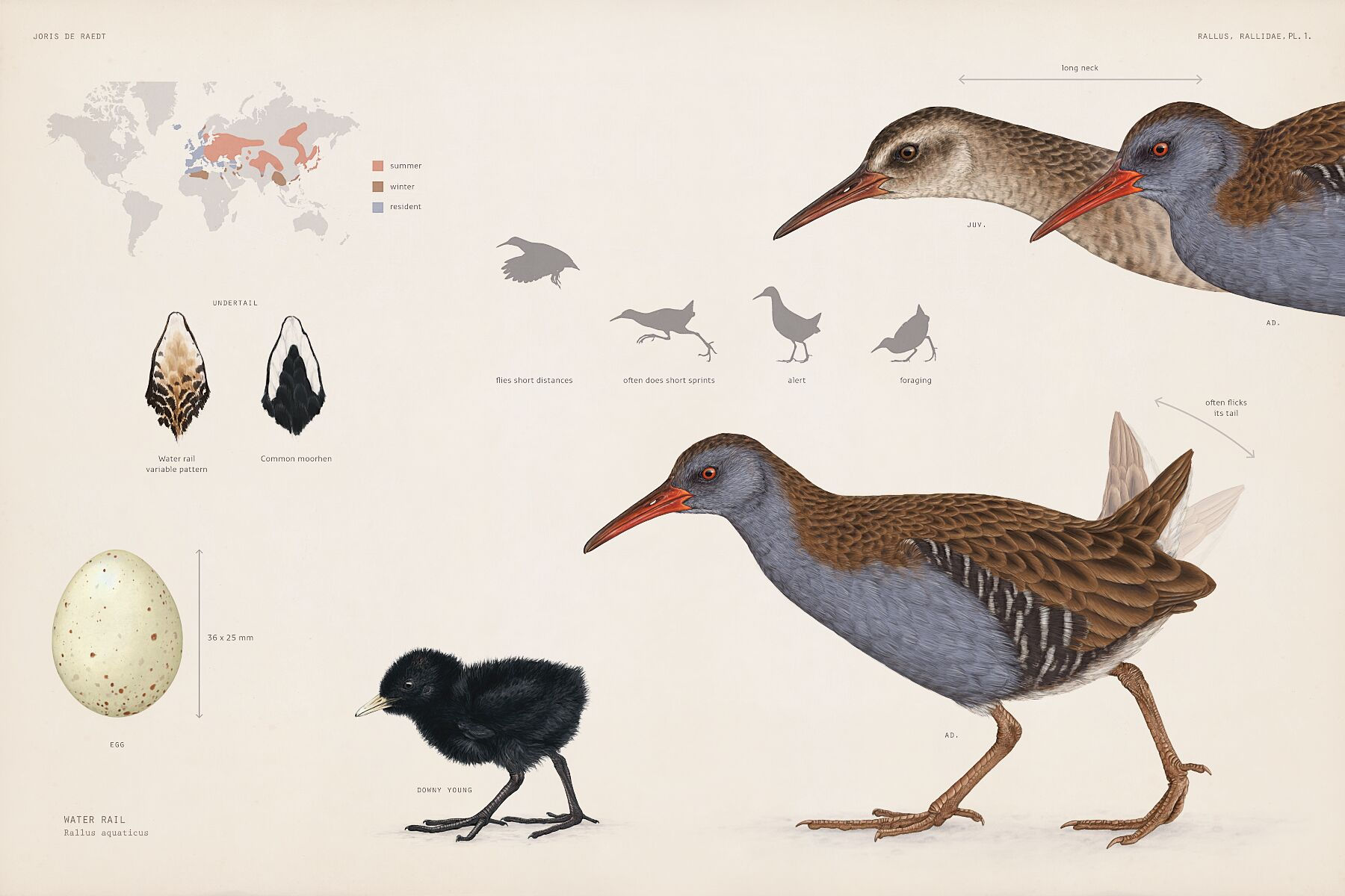 Water rail