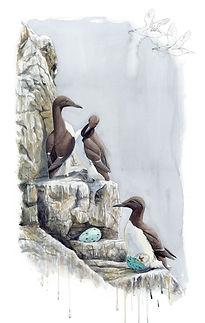 CommonMurre-cliff-lr-2.jpg