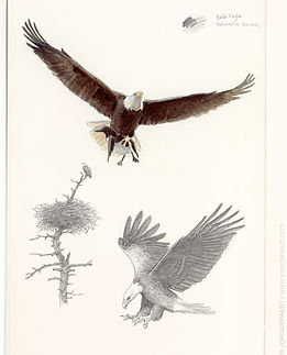in1080V-194.jpg