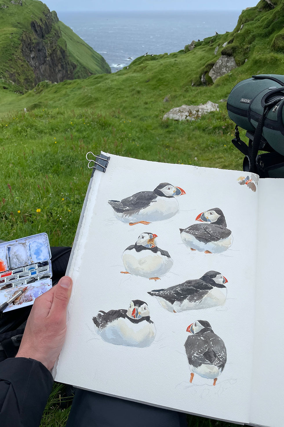 Thumbnail: Atlantic puffin