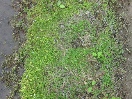 ヒメイワダレソウ