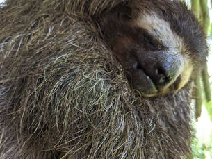 Be Productive Like a Sloth