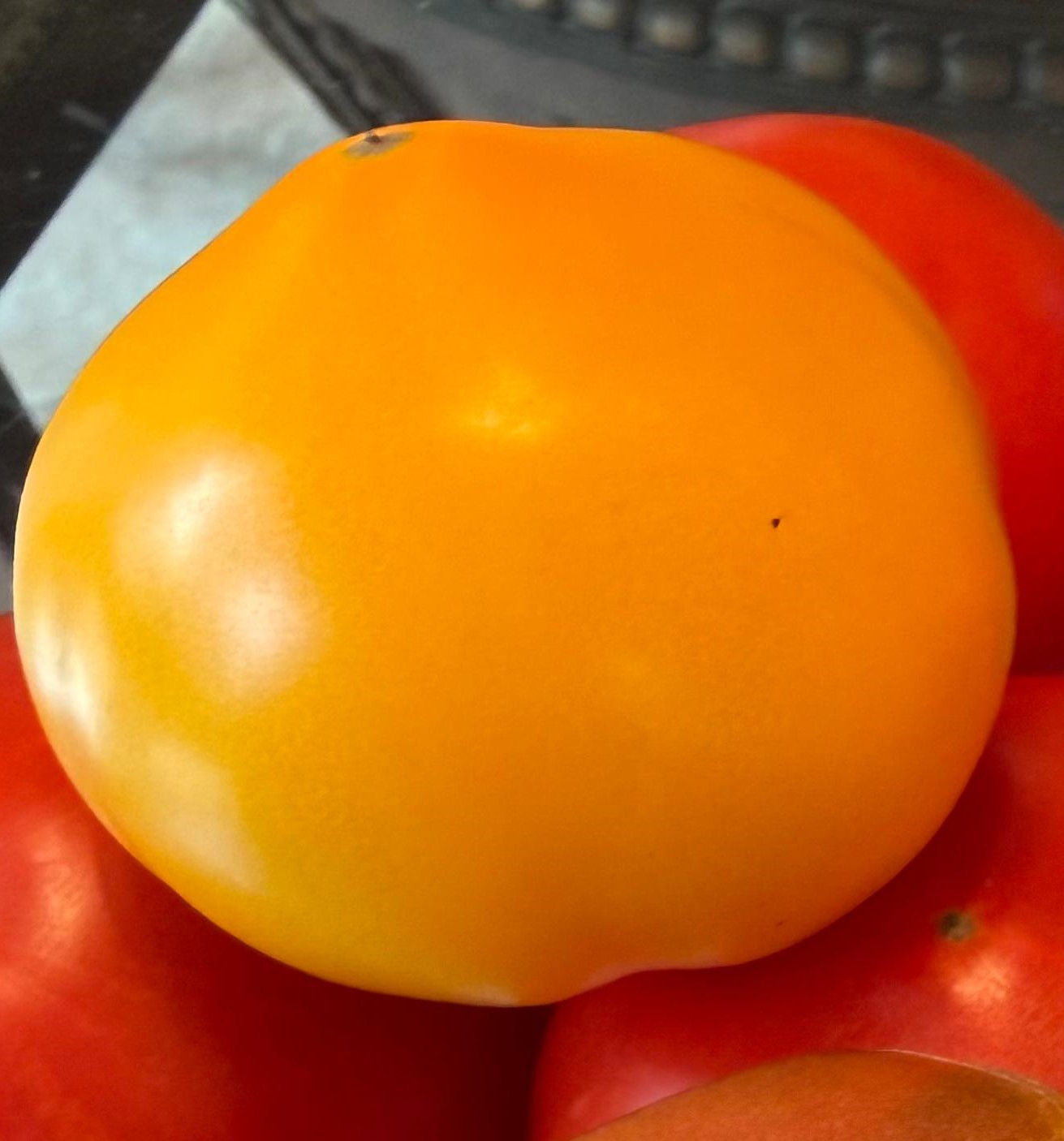 Carolina Gold Tomatoes