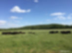 Cattle Ranch