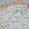 Thumbnail: Decorative map of Shropshire