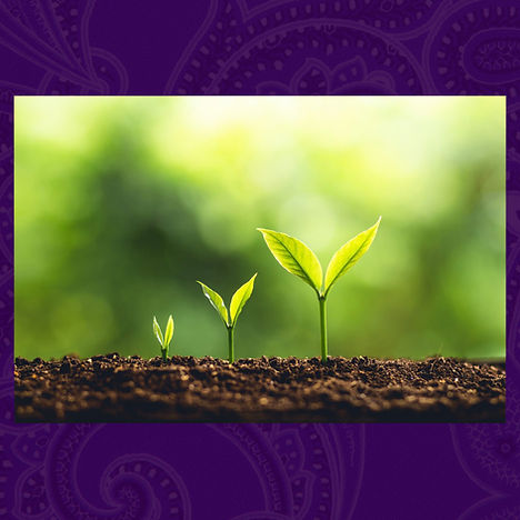plants grow copy.jpg