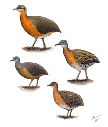 Descoberta histórica: nova espécie de inhambu é registrada na Serra do Divisor, AC