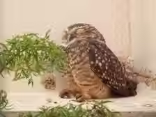 Coruja-buraqueira surpreende e aparece até em forro de casa em Piracicaba