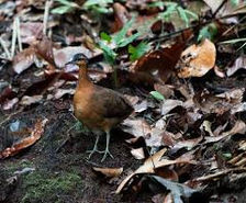Is This Bird the Next Dodo?