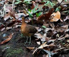 Is This Bird the Next Dodo?