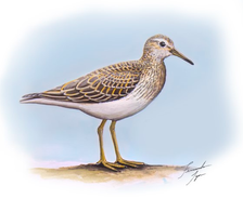 Matéria - As aves migratórias do Cerrado - Museu do Cerrado, UNB.