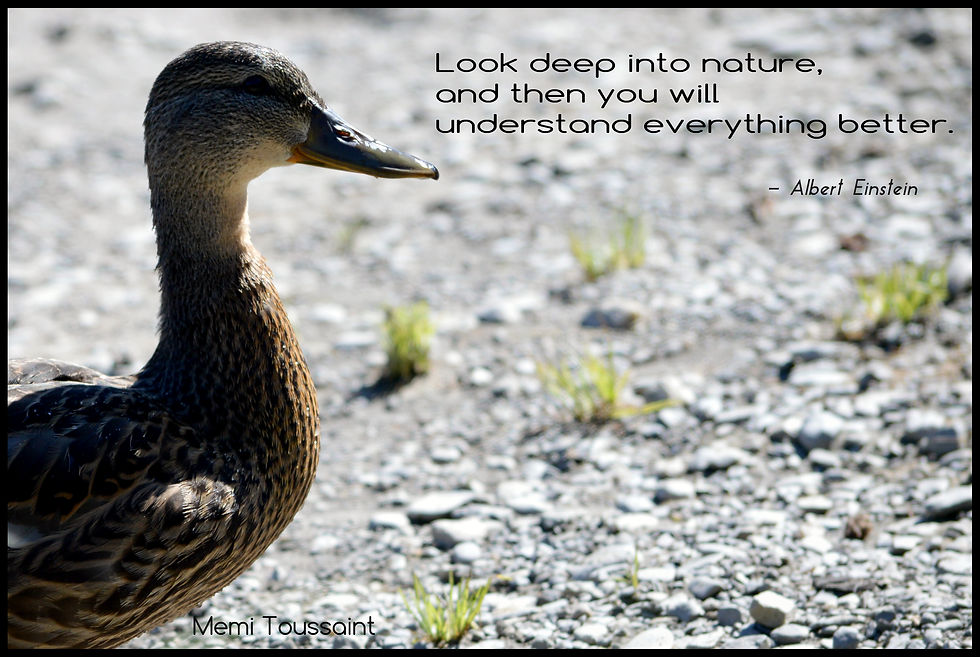 Canard / Citation