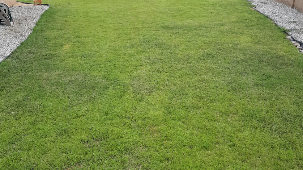 Backyard Landscaping