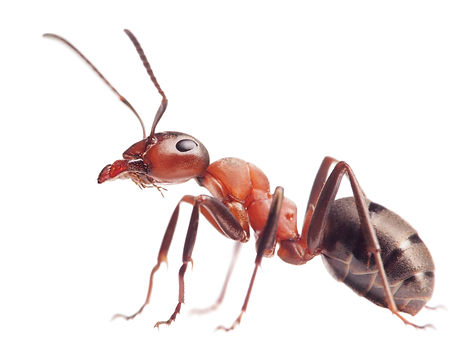 red ant formica rufa on white background .jpg
