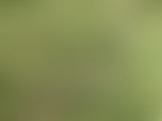 À la découverte de la nature avec les "Arts et langues" : une expérience sensorielle enrichissante