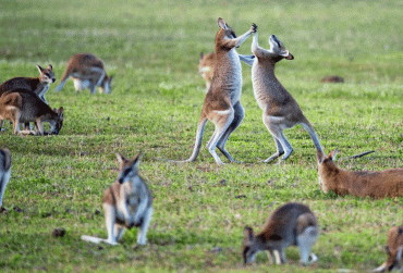 Australians United