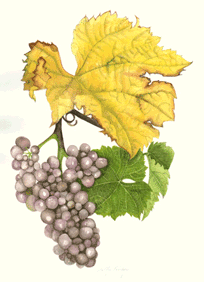 pinot gris