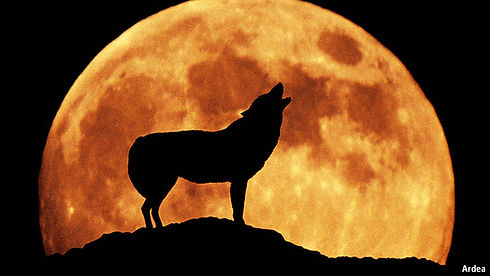 wolf moon.jpeg