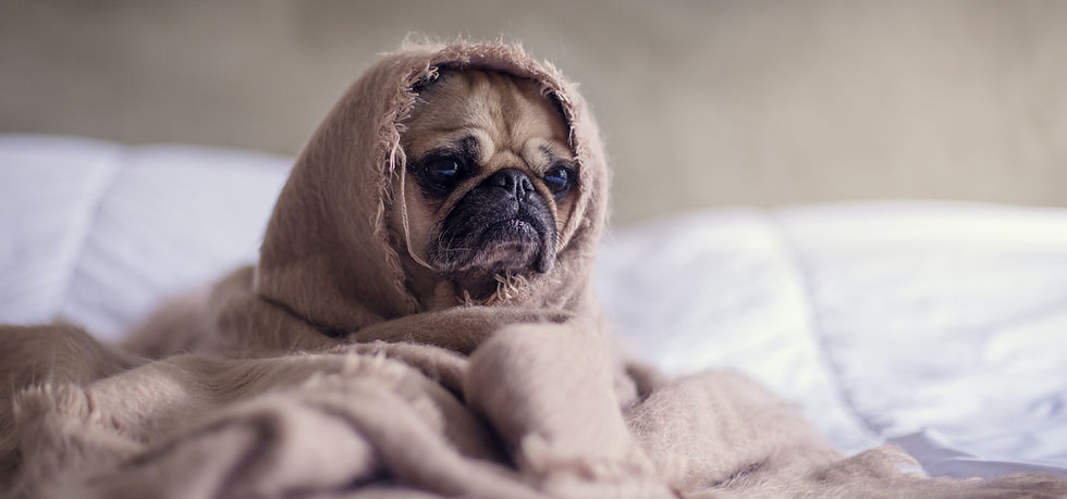 Tired dog wrapped in a blanket