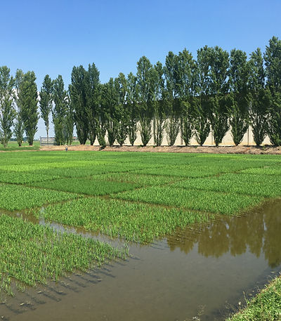 Riso Gallo rice field.JPG