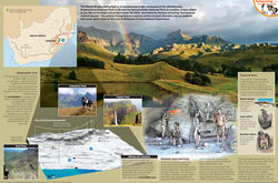 "Drakensberg escarpment"