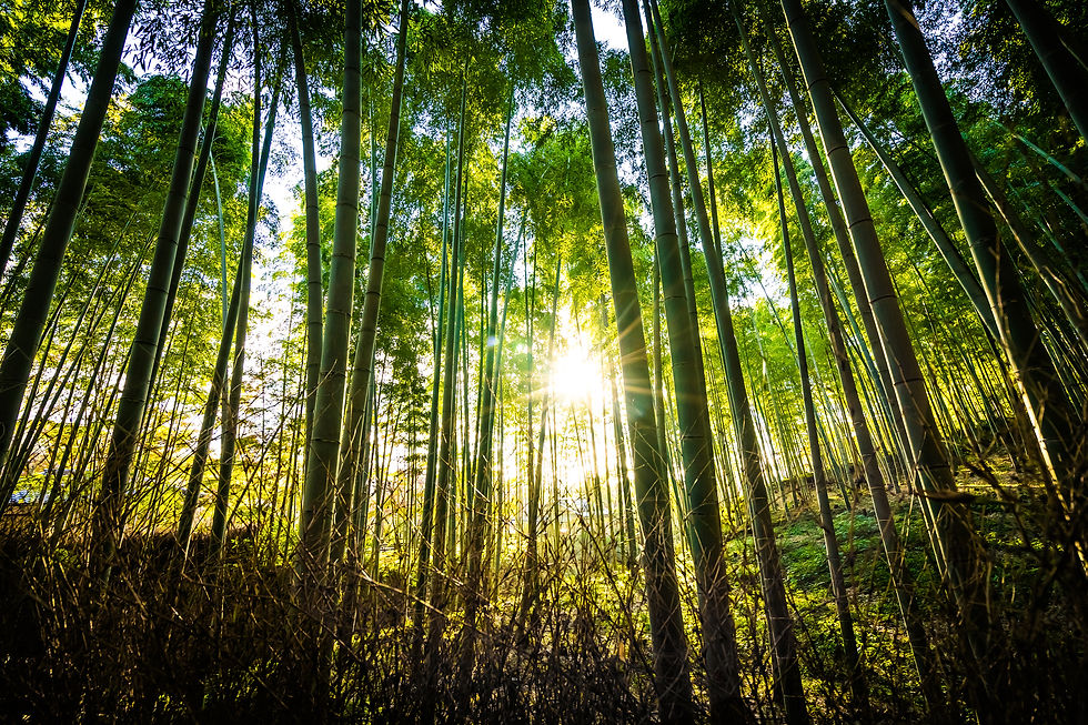 LR_vecteezy_beautiful-bamboo-forest-at-arashiyama-kyoto_2008505.jpg