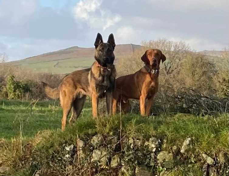 Two dogs stood in the sun with a hill behing them