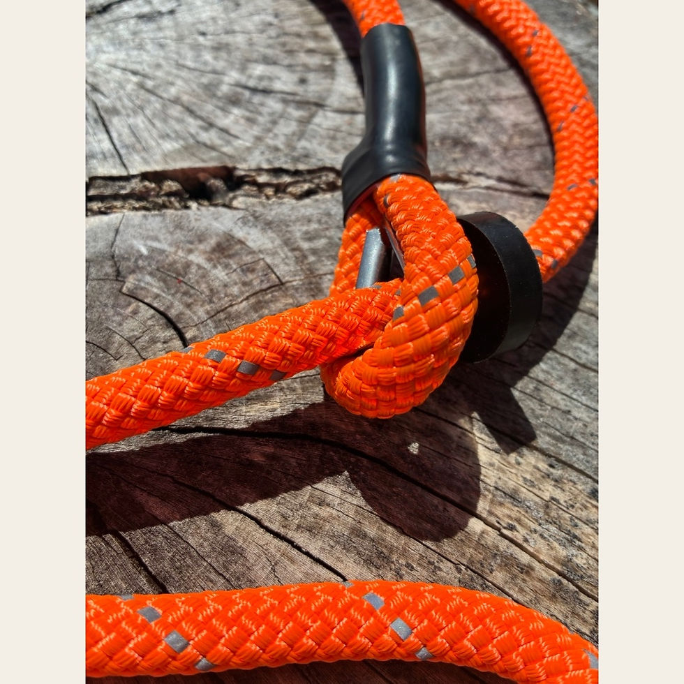 Thumbnail: Reflective orange slip lead on a log