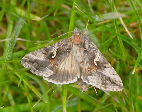 Silver Y moth (2).JPG