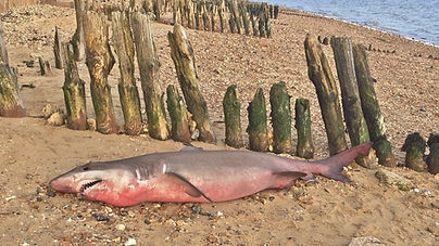 Shark on Lepe beach.jpg
