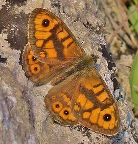 Wall Brown 8.jpg