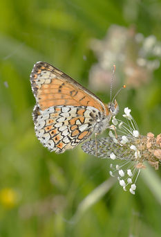 Male Glanville Fritillary June 2024 (5).JPG