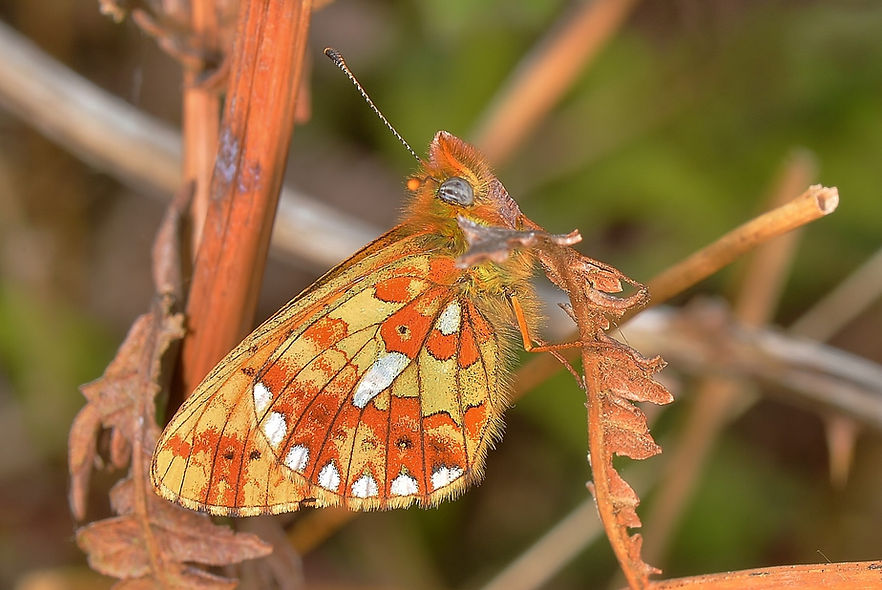 Pearl-Bordered Fritillary New Forest.JPG