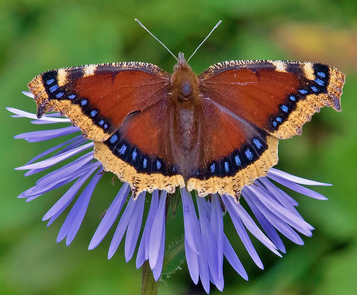camberwell beauty 1.jpg