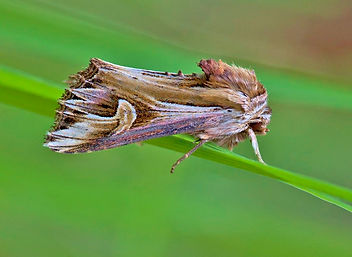 Purple Cloud Moth 1.jpg