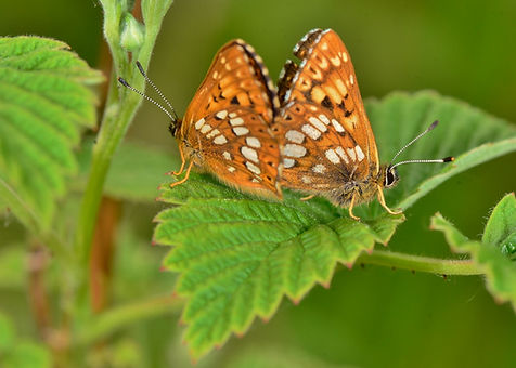 DSC_6850 (1024x745).jpg