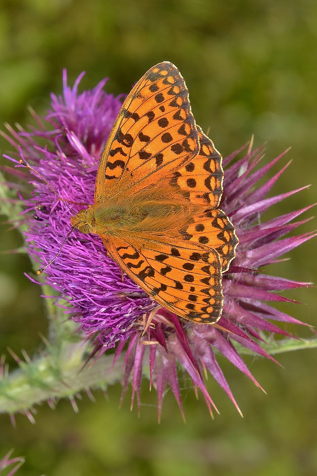 Male Dark Green Fritillary (3) Pitt Down